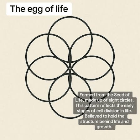 A geometric illustration of the Egg of Life, consisting of eight interlocking circles on a beige background. The image includes a label at the top and a description highlighting its connection to the Seed of Life and early cell division.